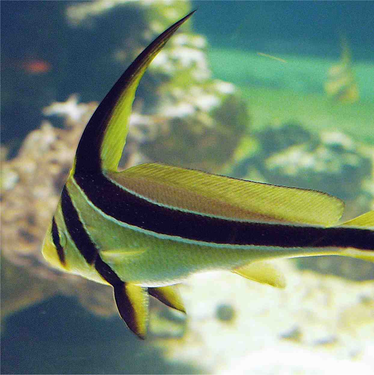 ../Images/Ritterfisch Eques lanceolatus.jpg